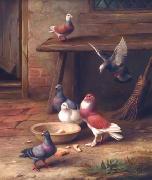 unknow artist Pigeons 064 China oil painting reproduction